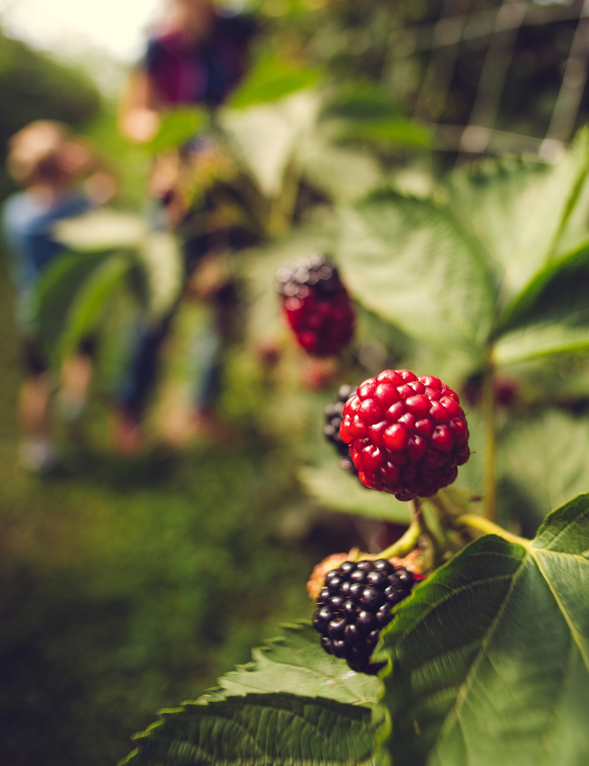 Overnatning Ærø, Bed and breakfast